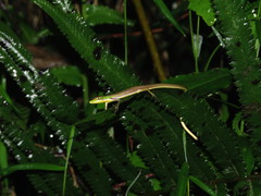 Takydromus sauteri