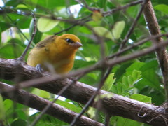 Ploceus ocularis suahelicus