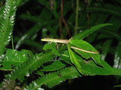 Takydromus sauteri