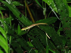 Takydromus sauteri