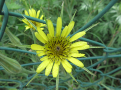 Tragopogon dubius