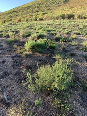 Osteospermum spinosum
