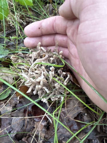 grey coral fungus