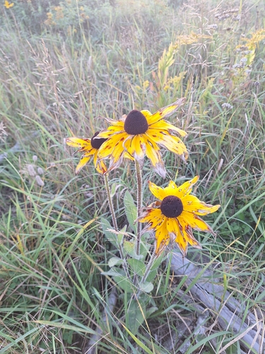 black-eyed Susan