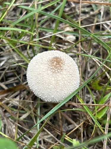 common puffball