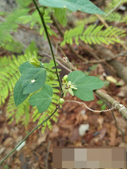 Passiflora suberosa, photograph (c) Raúl A. Ruiz M., some rights reserved (CC BY)