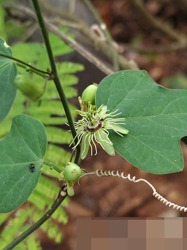 Passiflora suberosa, photograph 5