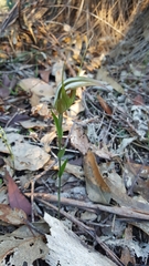 Pterostylis ampliata