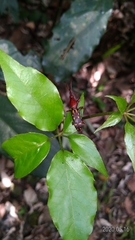 Baryrhynchus poweri