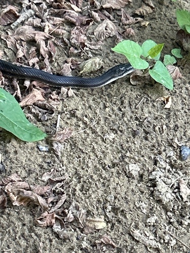 Central Ratsnake