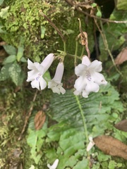 Streptocarpus wilmsii