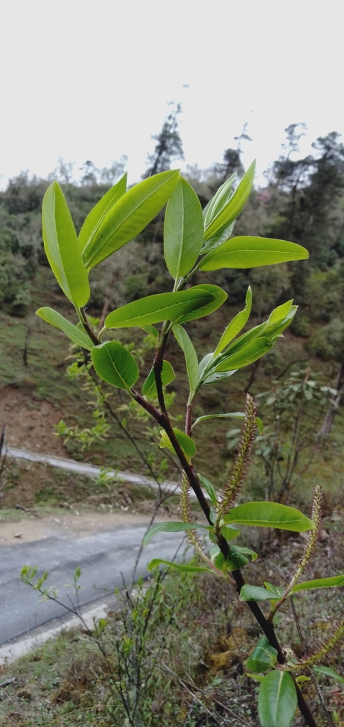 Salix sect. Denticulatae
