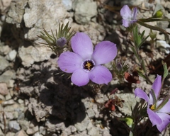 Linanthus parryae