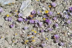 Linanthus parryae