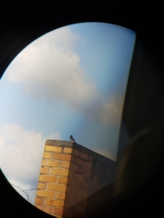 Phoenicurus ochruros