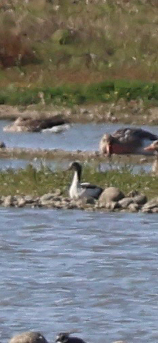 iNaturalist image