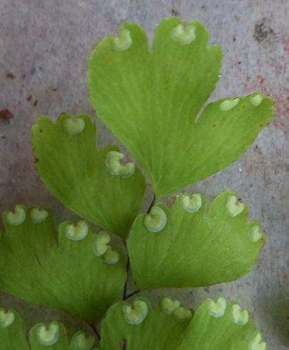 Adiantum raddianum