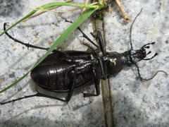 Carabus jankowskii
