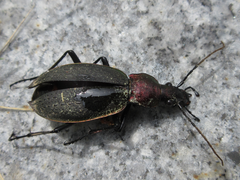 Carabus jankowskii