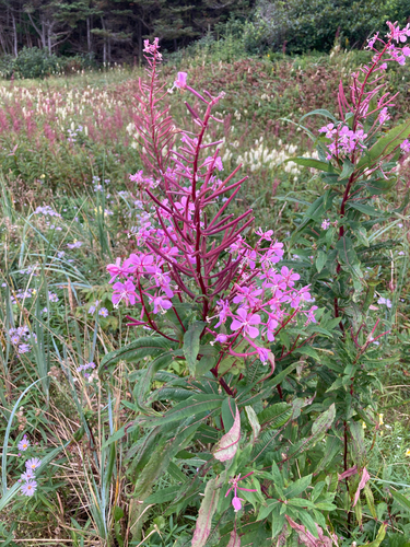 fireweed