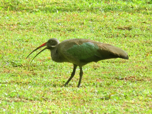 iNaturalist image