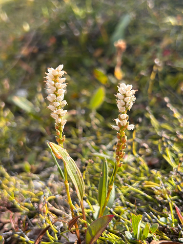 alpine bistort