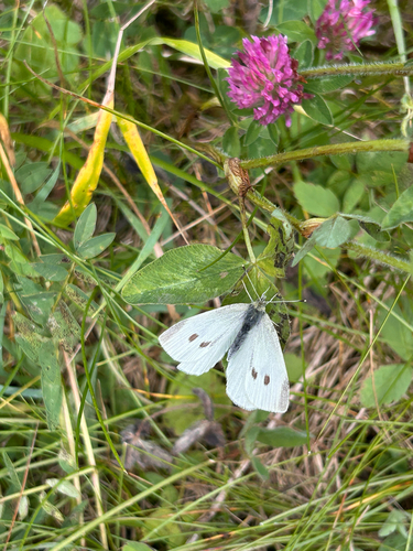 Small White
