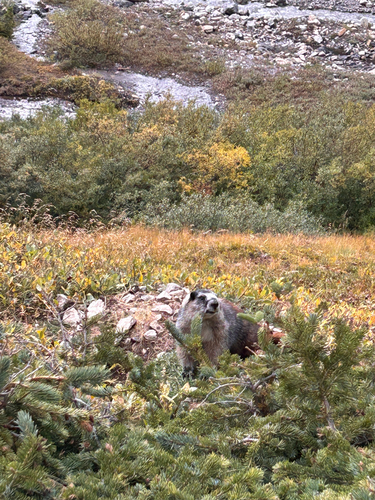 Hoary Marmot