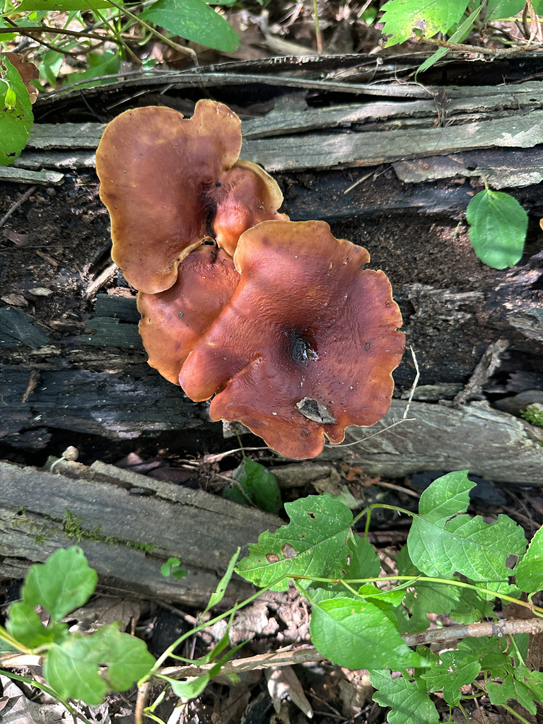 Bay Polypore · September 2026 · photo: Photo: no rights reserved · iNaturalist