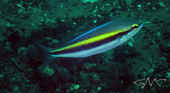 Pentapodus paradiseus