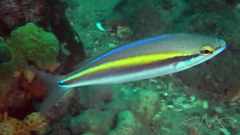 Pentapodus paradiseus