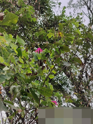 Passiflora reflexiflora, photograph 2