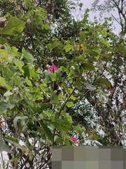 Passiflora reflexiflora, photograph (c) Raúl A. Ruiz M., some rights reserved (CC BY)