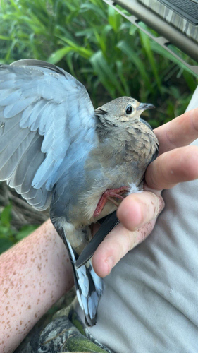 Mourning Dove