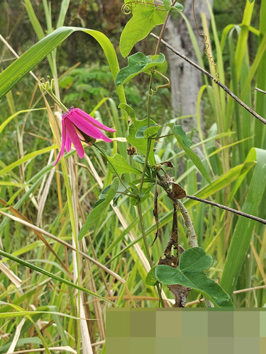 Passiflora reflexiflora, photograph 1