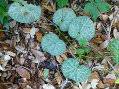 Aristolochia fimbriata