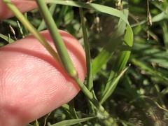 Eragrostis cylindriflora