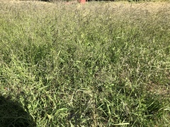 Eragrostis cylindriflora