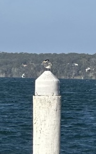 iNaturalist image