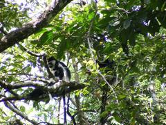 Colobus guereza matschiei