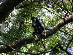 Colobus guereza matschiei