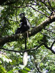 Colobus guereza matschiei