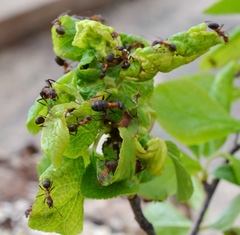 Brachycaudus helichrysi