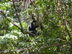 Colobus guereza matschiei