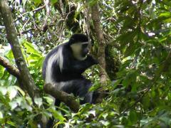 Colobus guereza matschiei