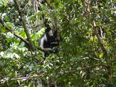 Colobus guereza matschiei