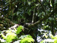 Cercopithecus ascanius