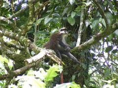 Cercopithecus ascanius