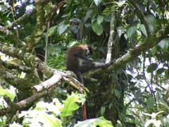 Cercopithecus ascanius