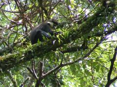 Cercopithecus ascanius